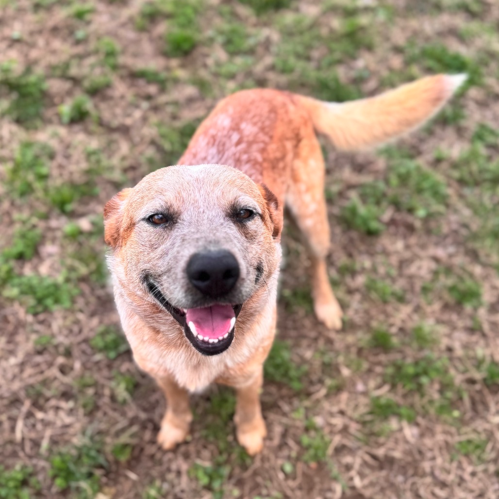 Shamus — thumbnail 5