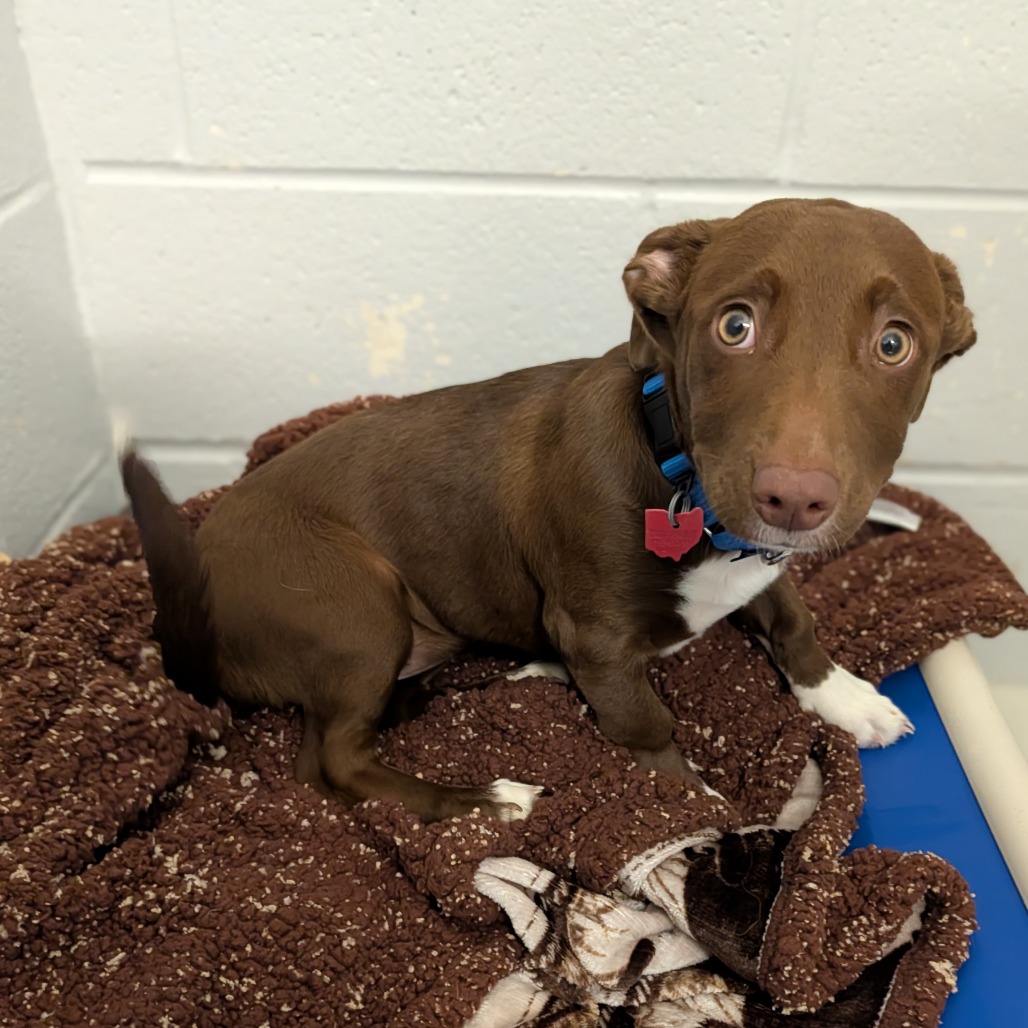 Lilac — thumbnail 5