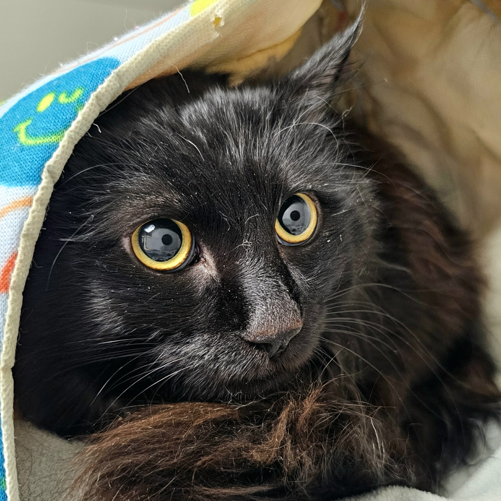 Simba In Foster
