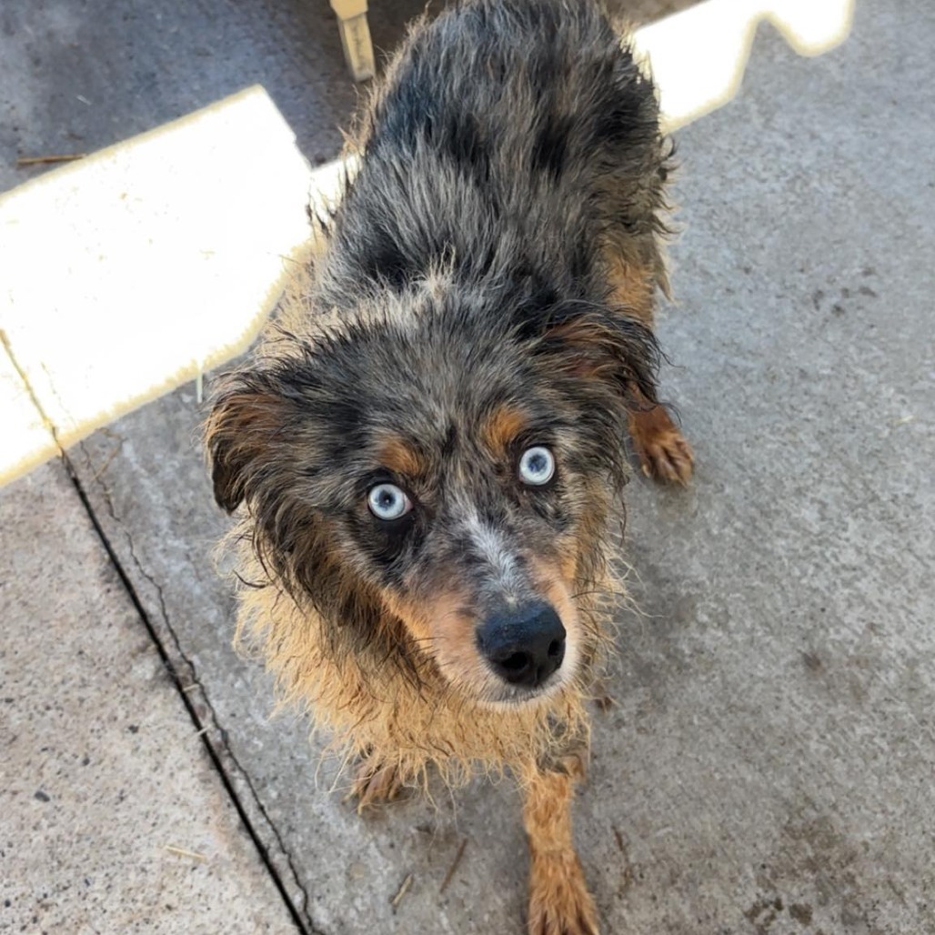 Renesmee Stray Hold 3/17