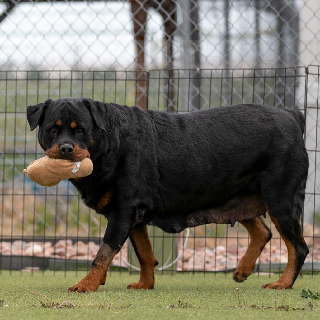 Ollie (MY26-88), photo 15