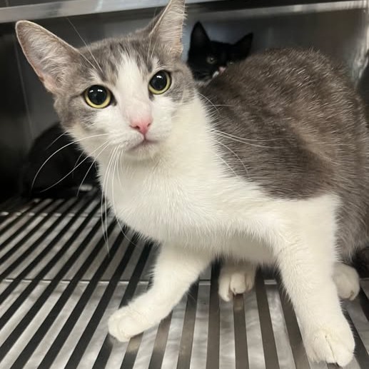 Laguna - Domestic Shorthair