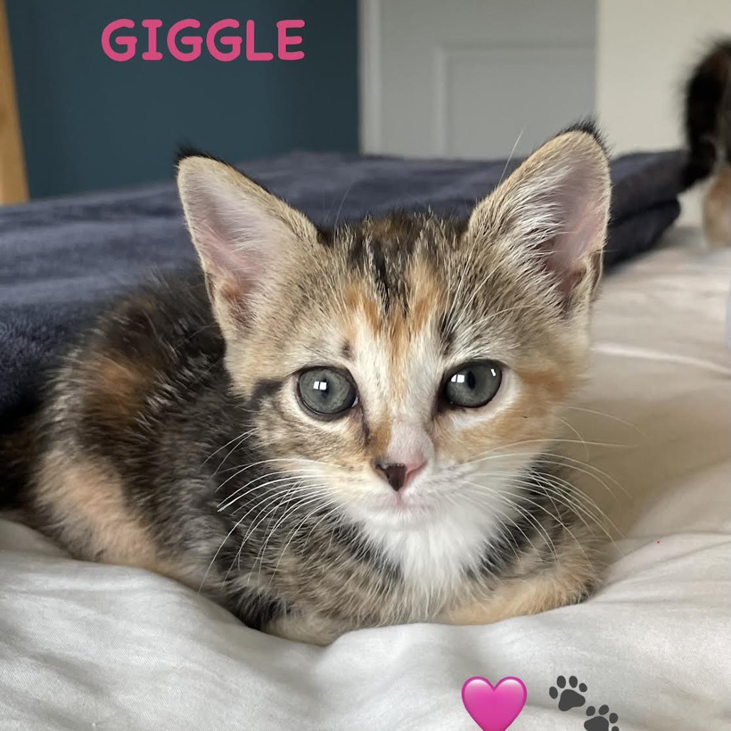 GIGGLE (BONDED WITH WIGGLE) - Domestic Shorthair available for adoption