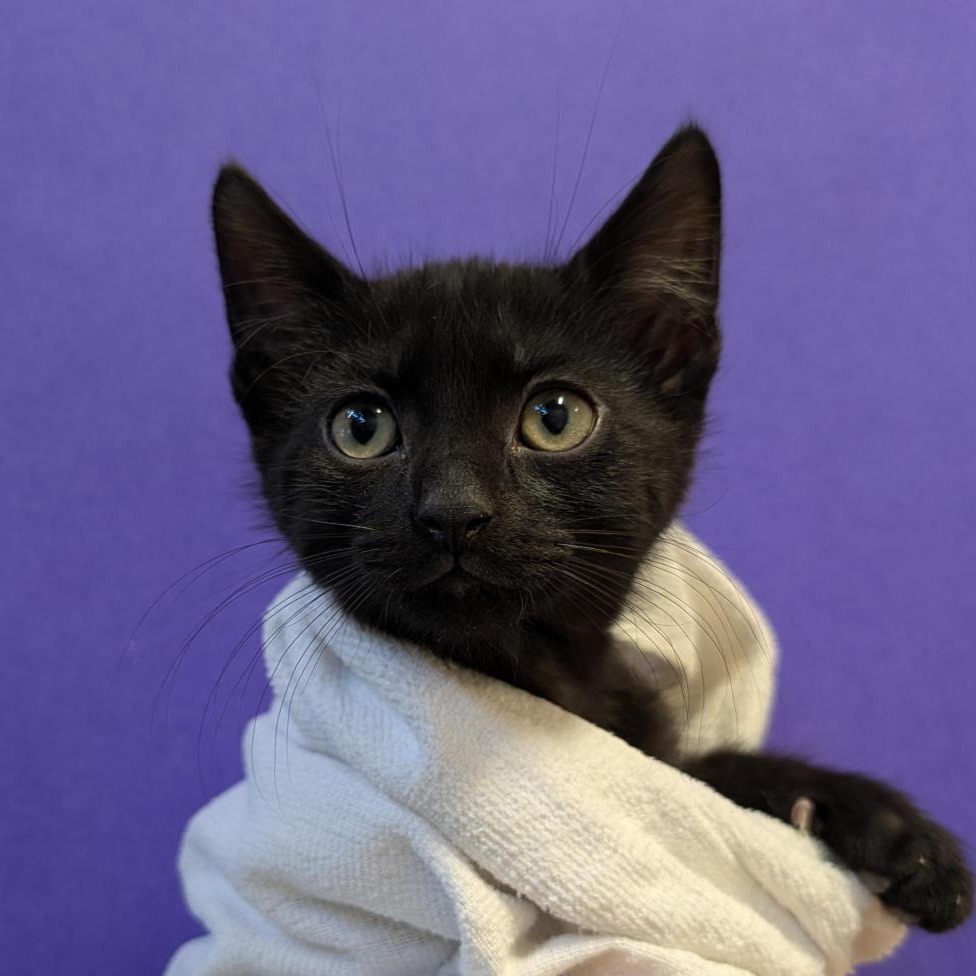 CELLULAR DEVICE - Domestic Shorthair available for adoption