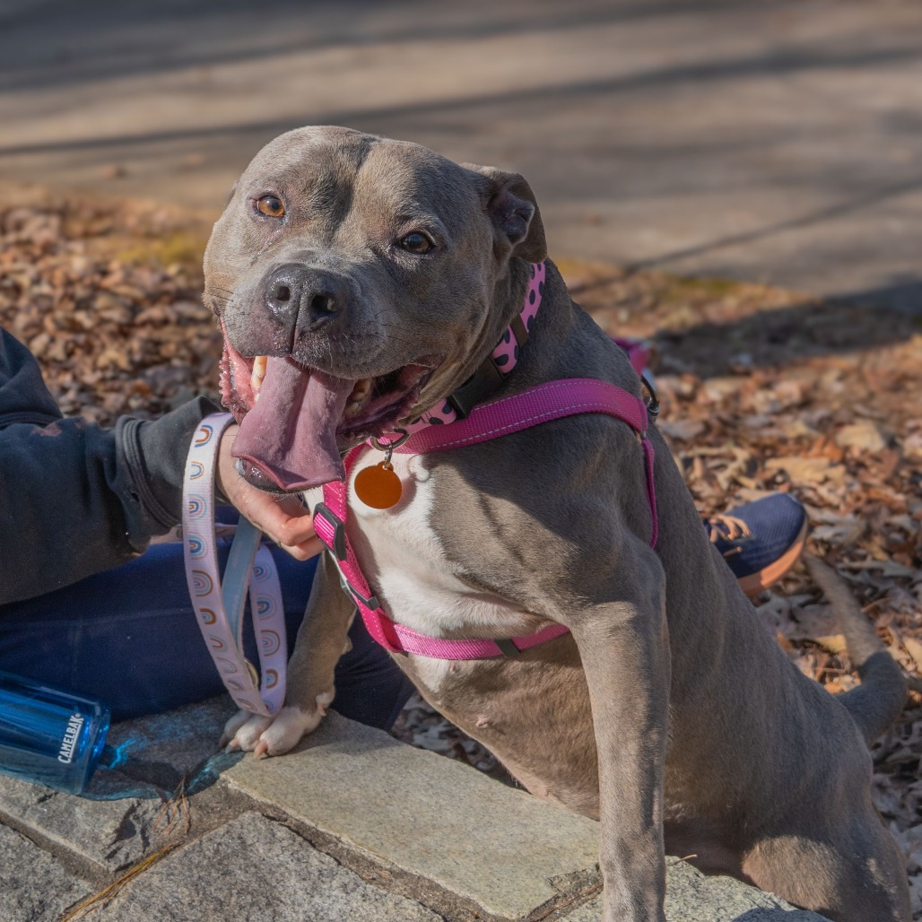 Cora (I Have a Secret Crush!), adoptable senior dog