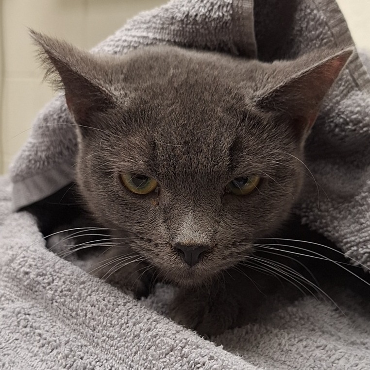 Ashen — thumbnail 2