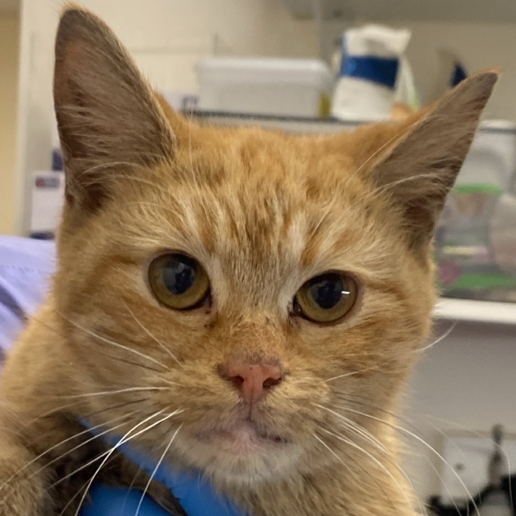 Fawn — thumbnail 2