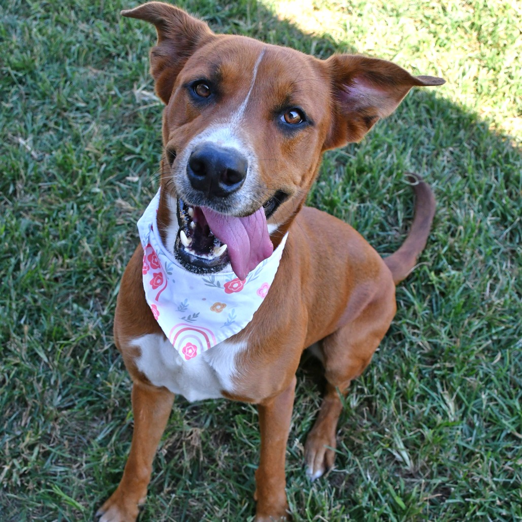 NANI - Hound / Retriever, Labrador available for adoption