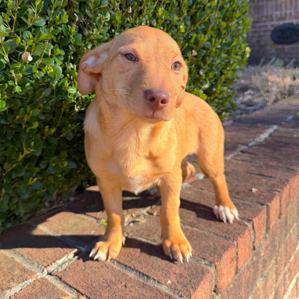 Calamari — thumbnail 4