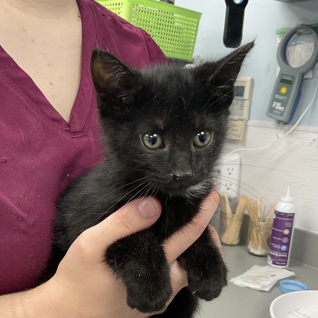 SUEDE - Domestic Shorthair available for adoption