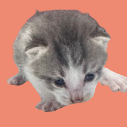  Photo of TUSC-Stray-79966_2_3_4_5_6