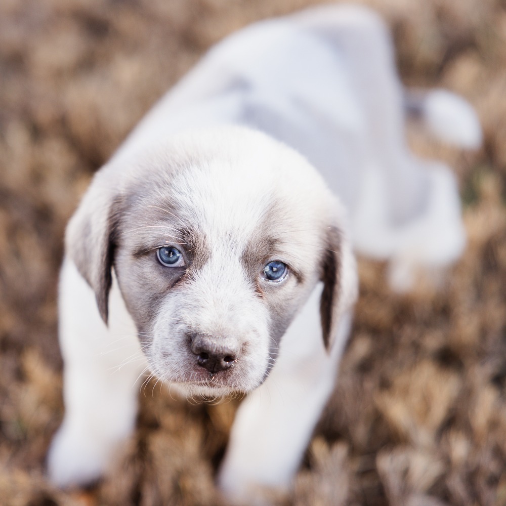 Daffodil — thumbnail 5