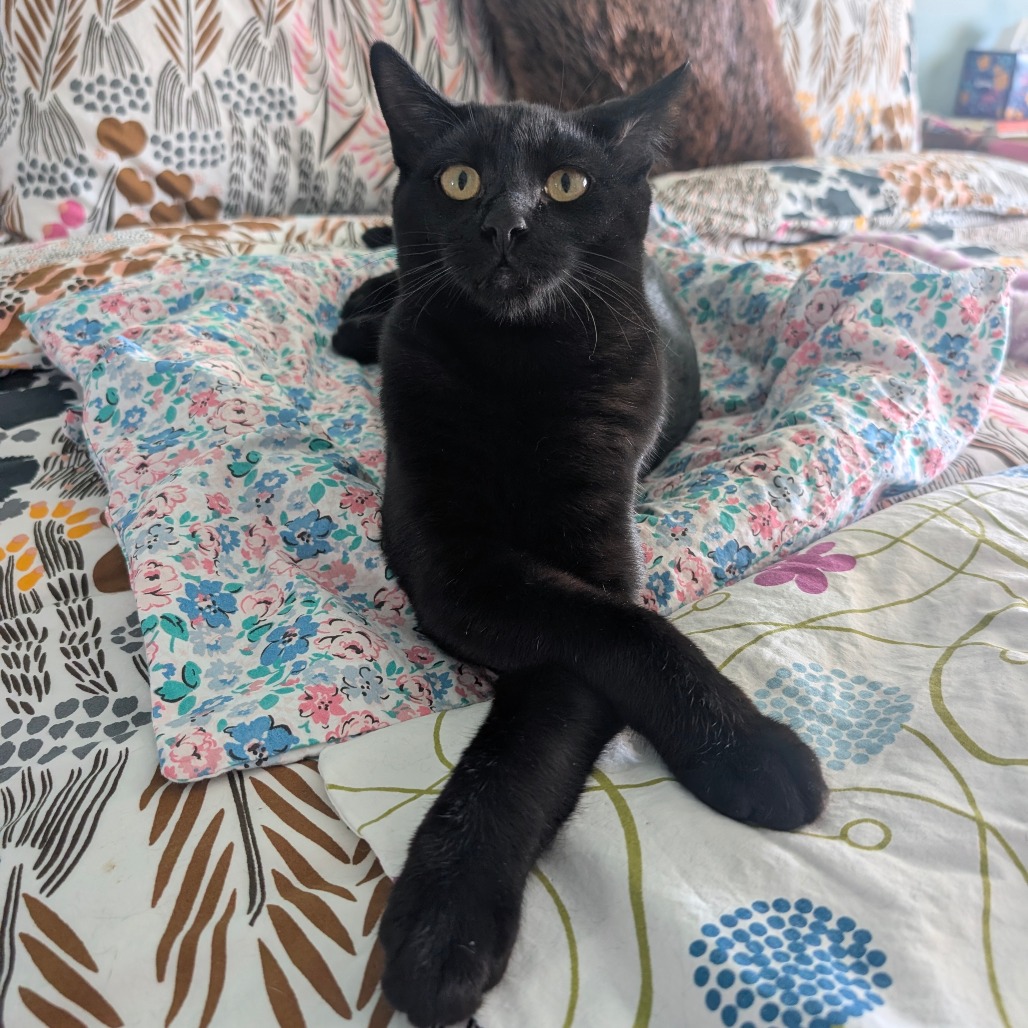 ZANDER AKA PUCA - Domestic Shorthair available for adoption