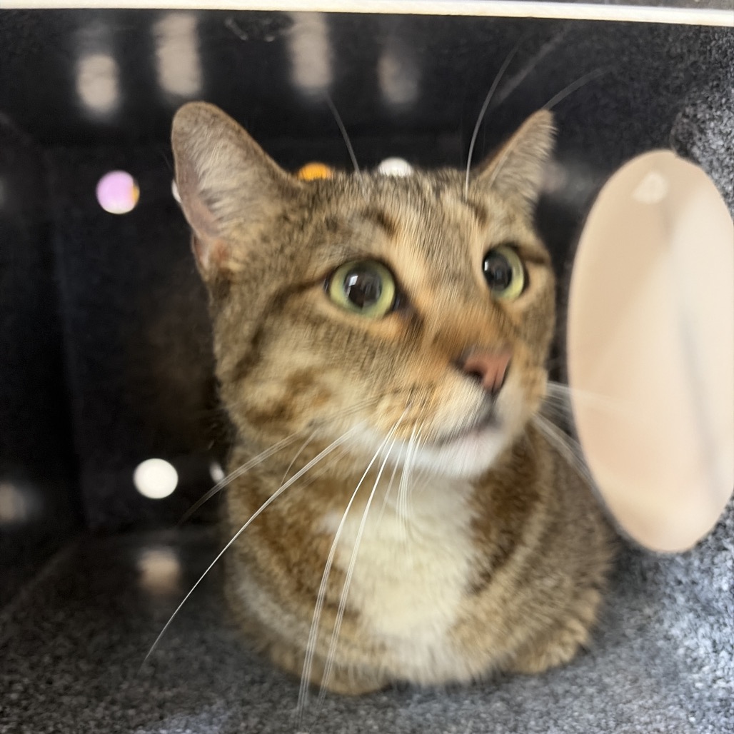 Twinkle, an adoptable cat at SPCA-BC