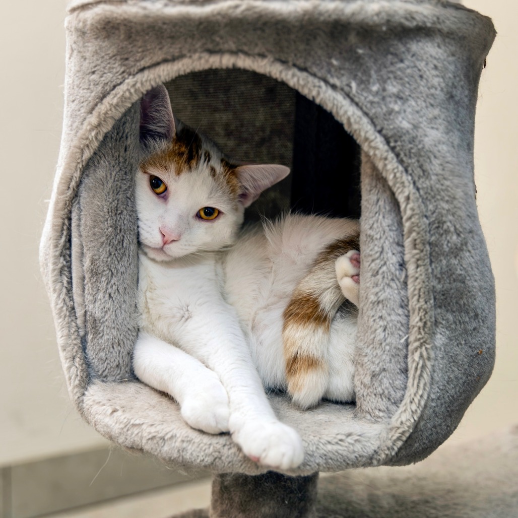 CASPER - Domestic Shorthair available for adoption