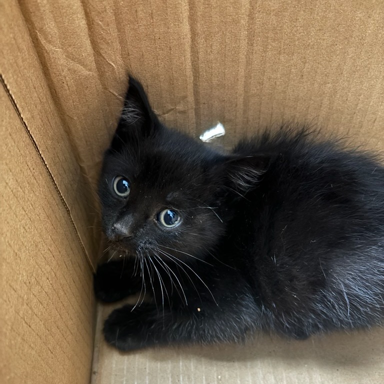 NYX