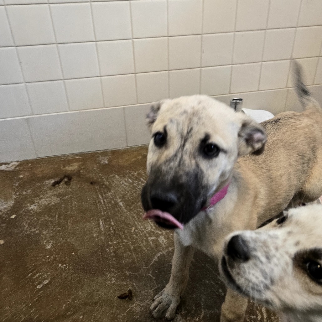 Cri-Kee — thumbnail 3