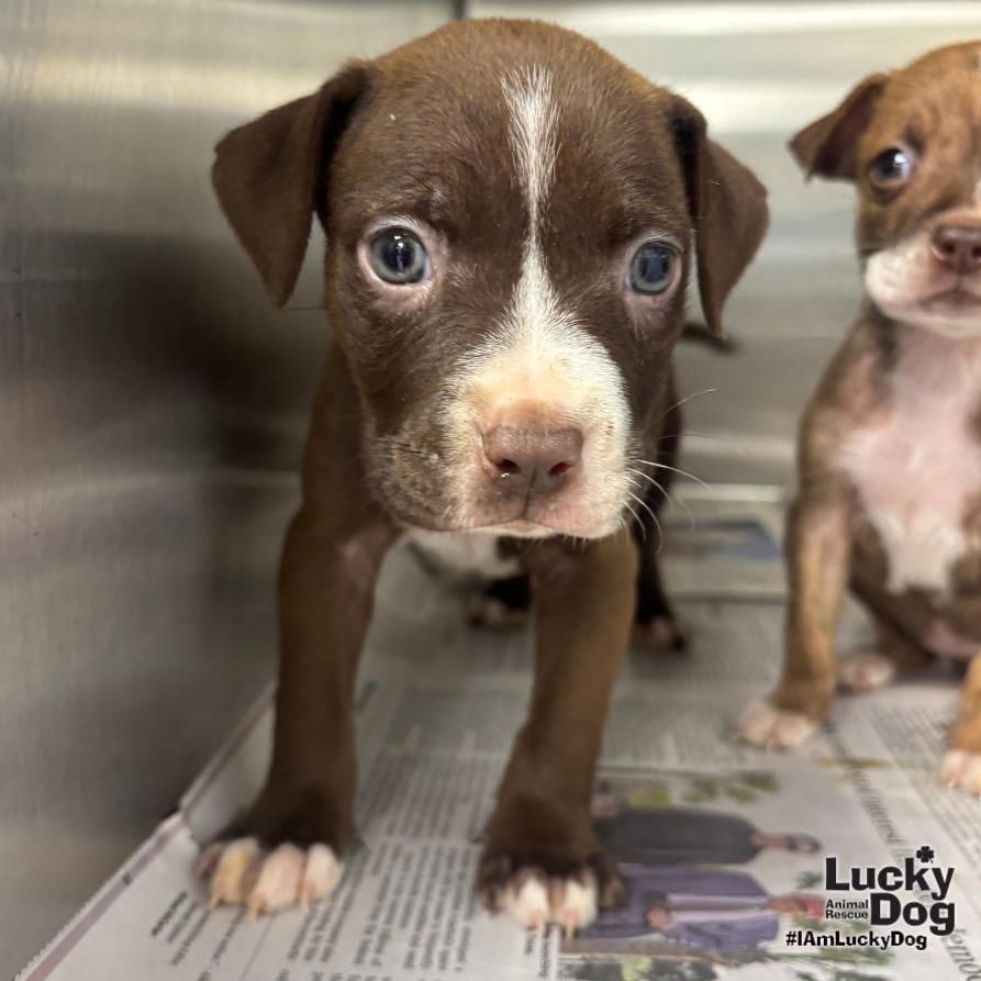 GECKO - Retriever, Labrador / Terrier available for adoption