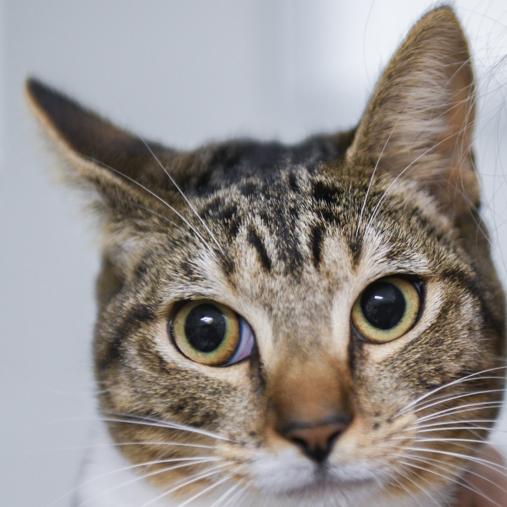 Mahina - Domestic Shorthair