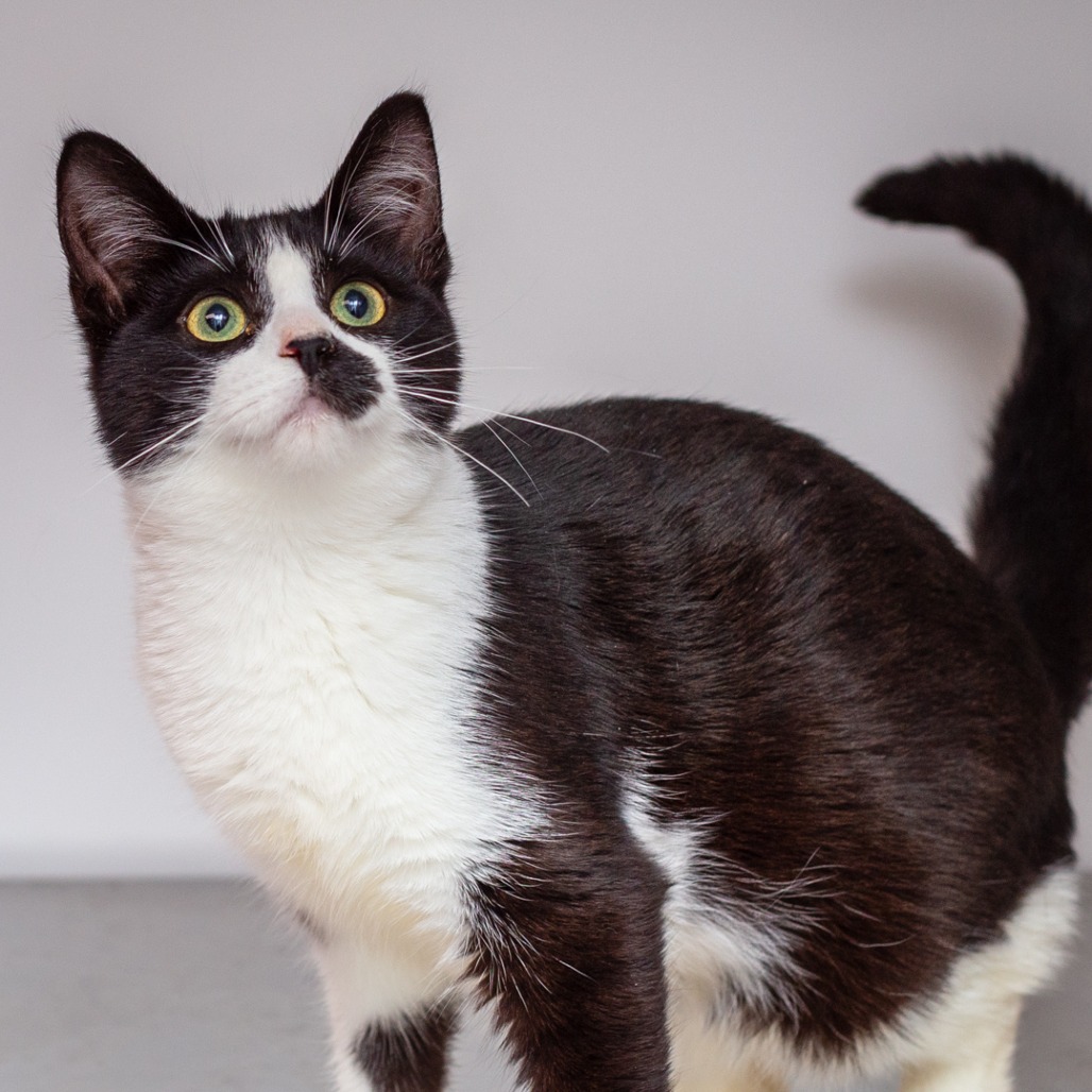ANNA - Domestic Shorthair / Mix available for adoption
