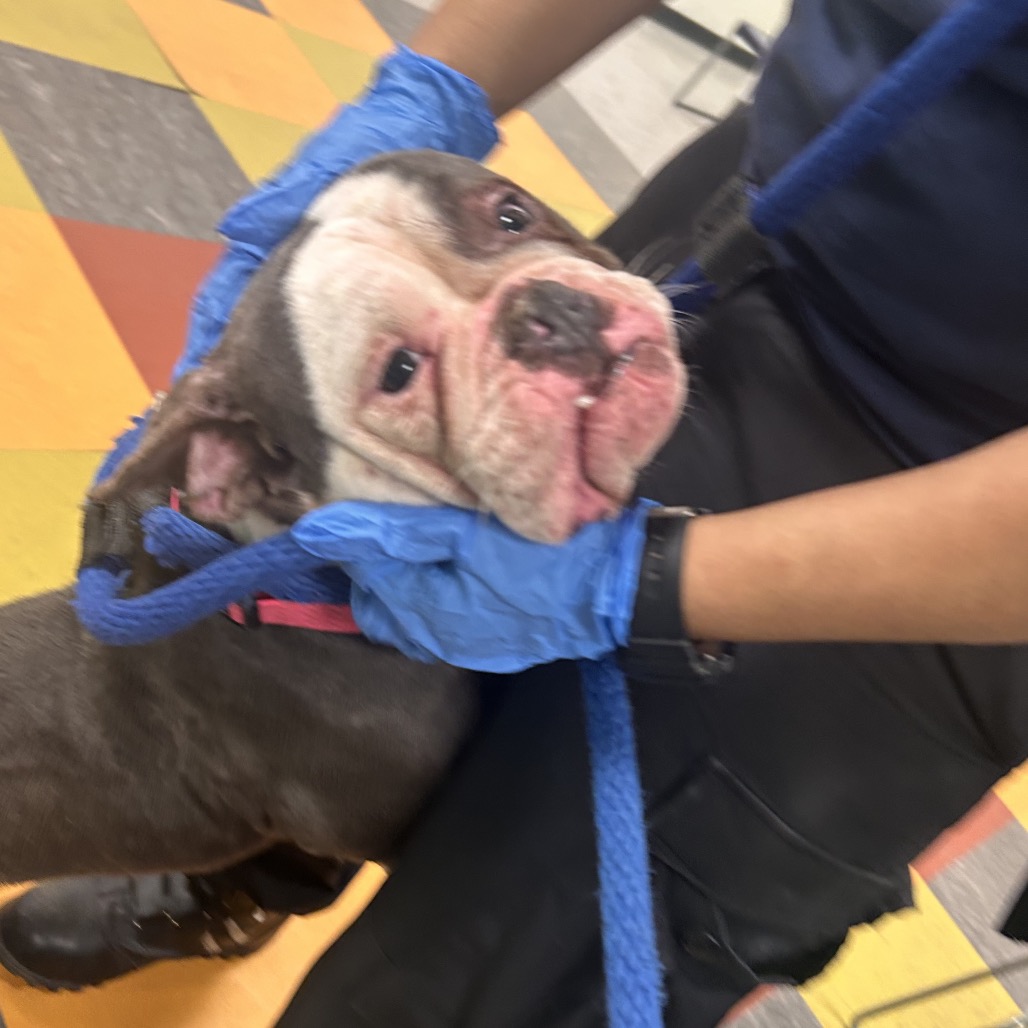 Thumbalina Goblin — thumbnail 2