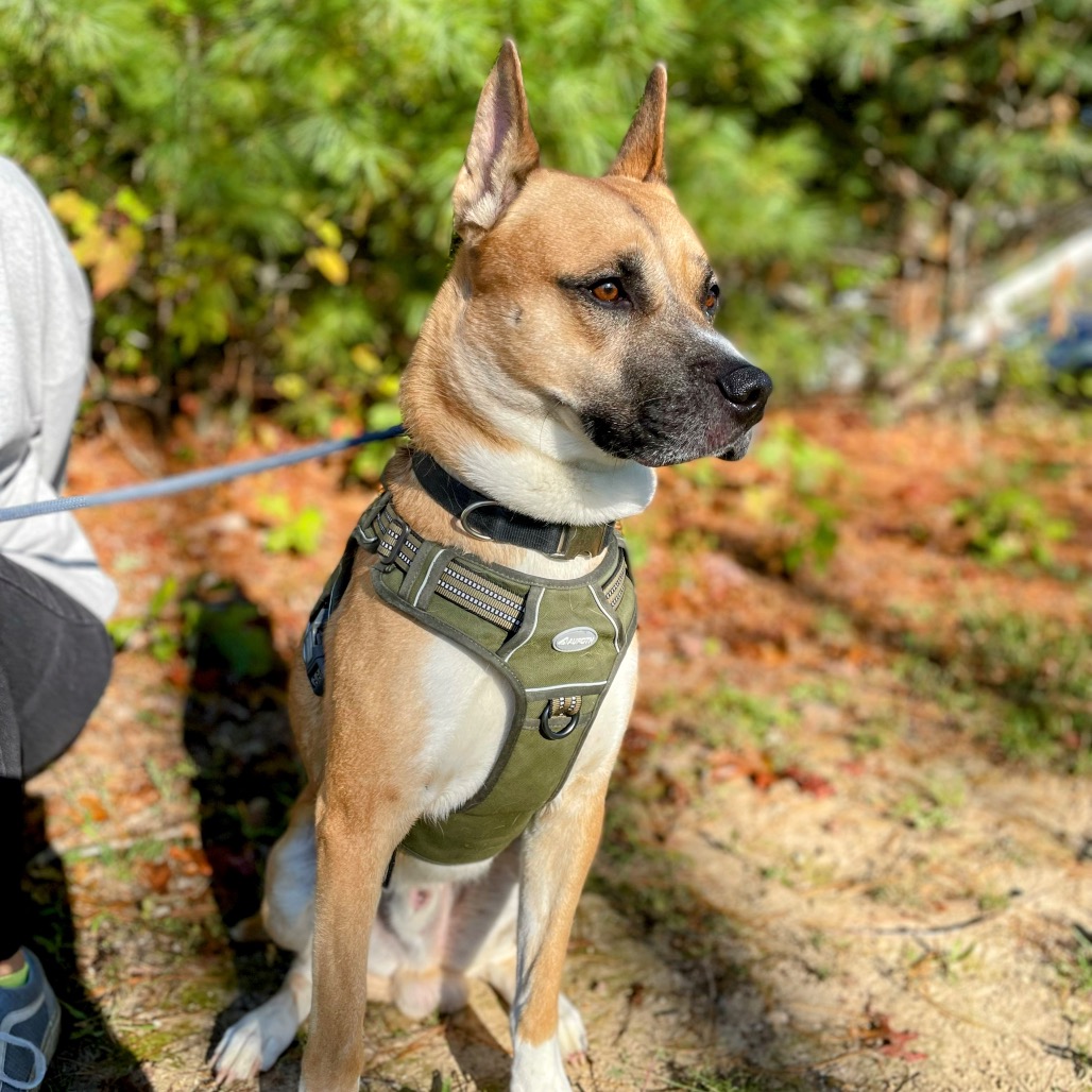 Loki — thumbnail 2