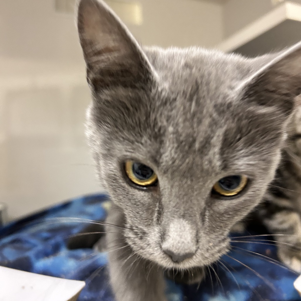 Nutmeg - Domestic Shorthair