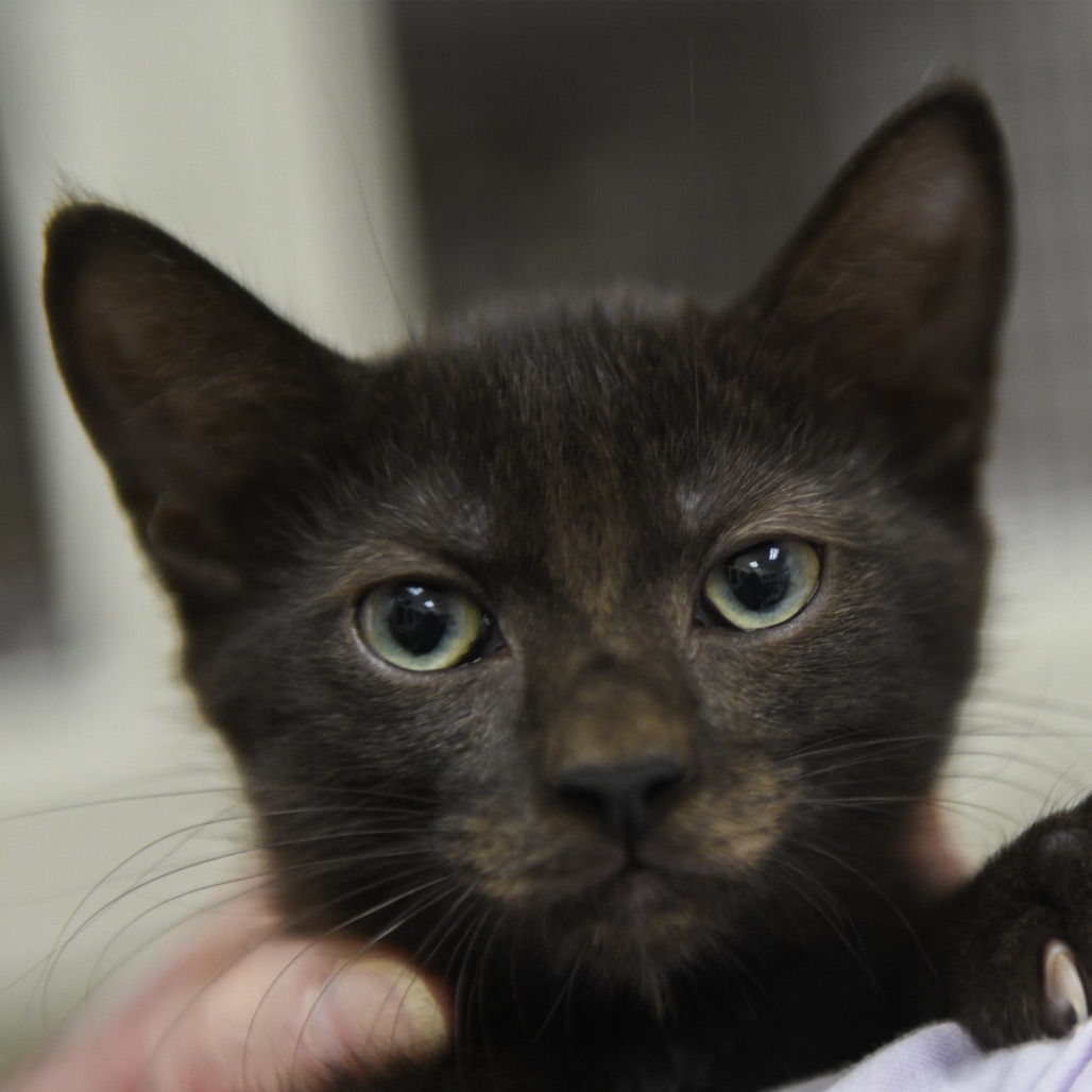 Ash - Domestic Shorthair