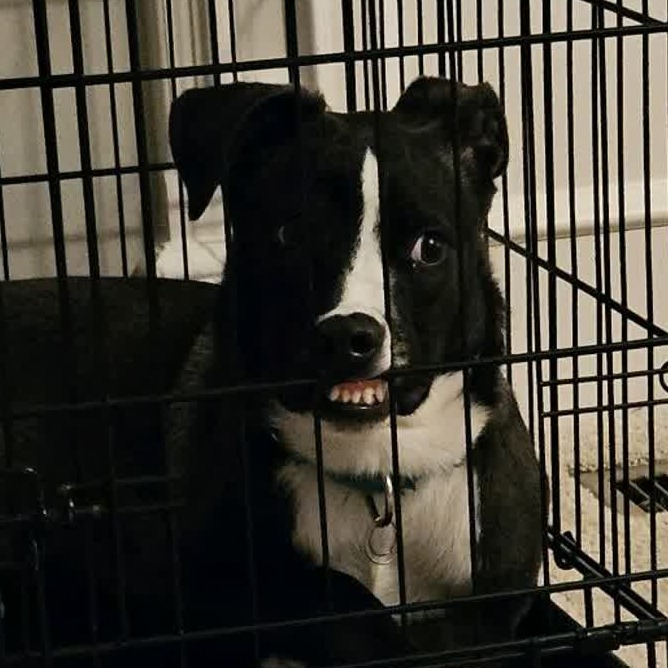 Jack, photo 2