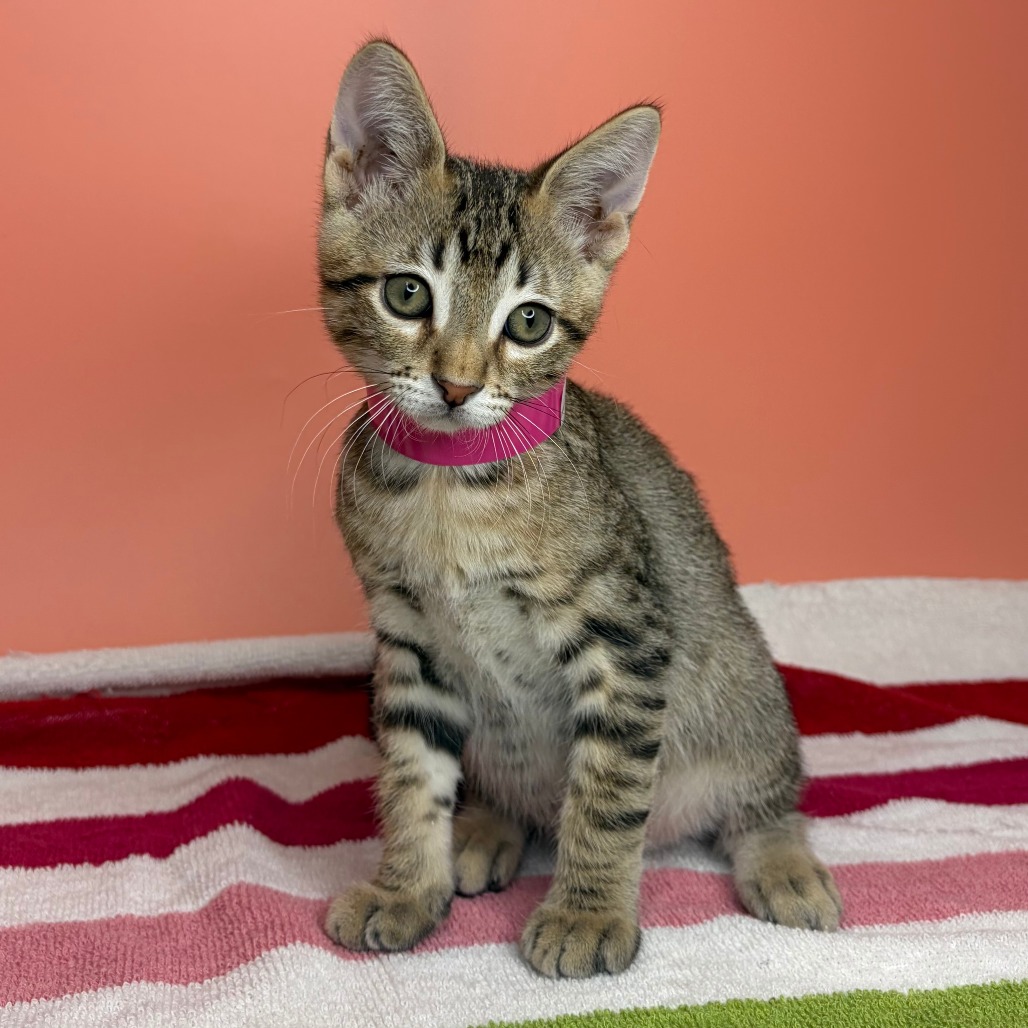 PICKLE - Domestic Shorthair available for adoption