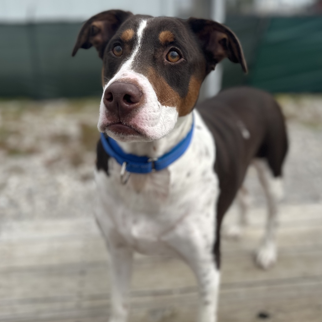 Comanche/Dobie 