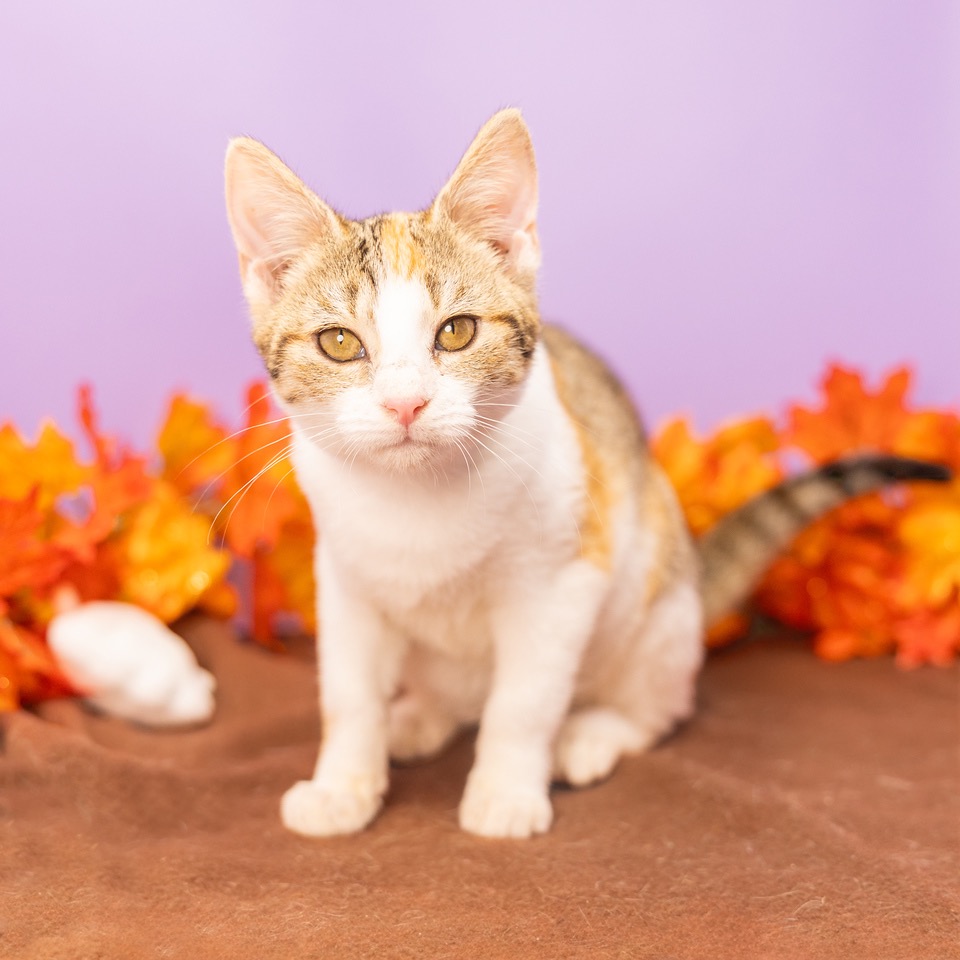 Cocoa Bean — thumbnail 2