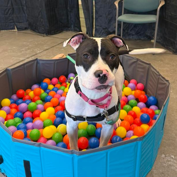 Photo of Sir Ian McKellen 4