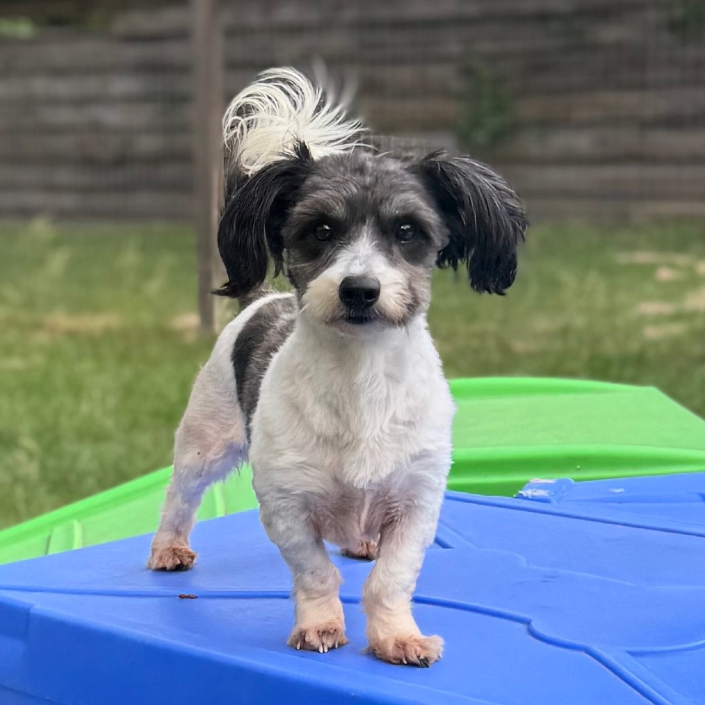 Camo Rescue Tippy Wilder is available for adoption at CAMO Rescue