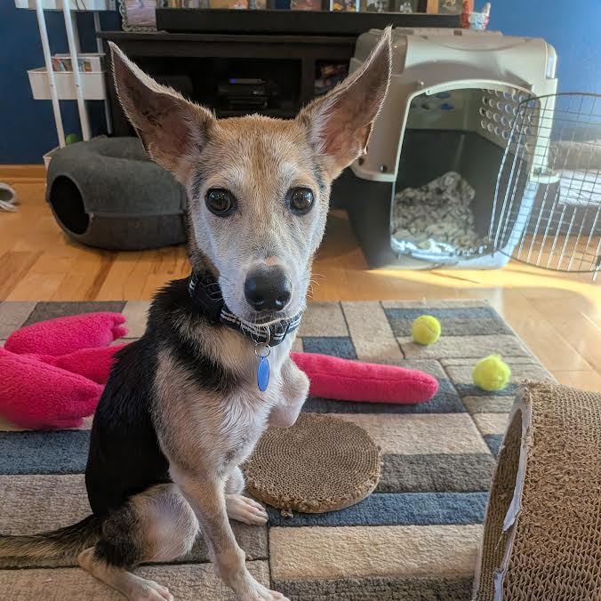 EDGAR - Mixed Breed (Medium) available for adoption