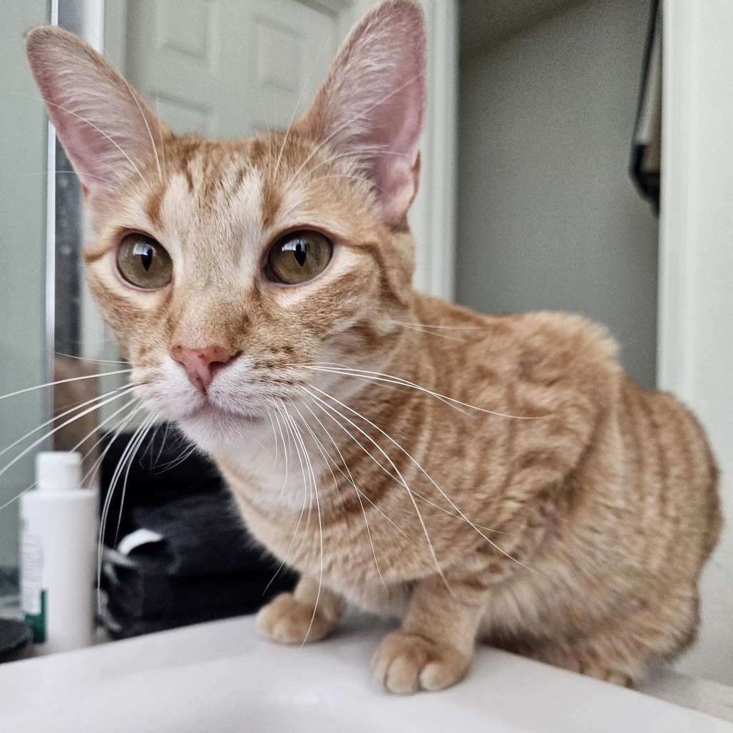 SCUT FARKUS - Domestic Shorthair available for adoption