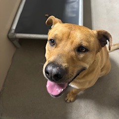 Kennel#13's preview photo