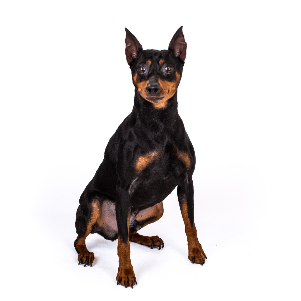 Miniature Pinscher