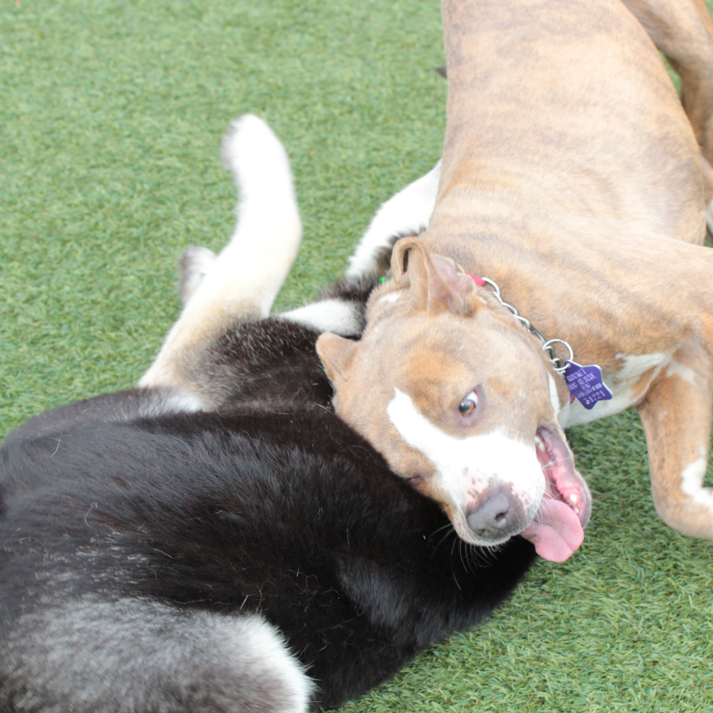 Bodhi — thumbnail 5