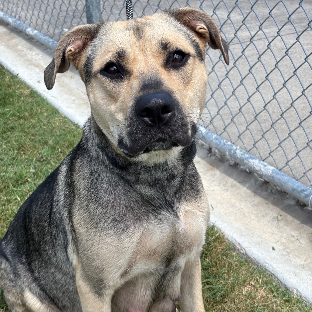 PAN DULCE - Shepherd, German / Mixed Breed (Large) for adoption in League City