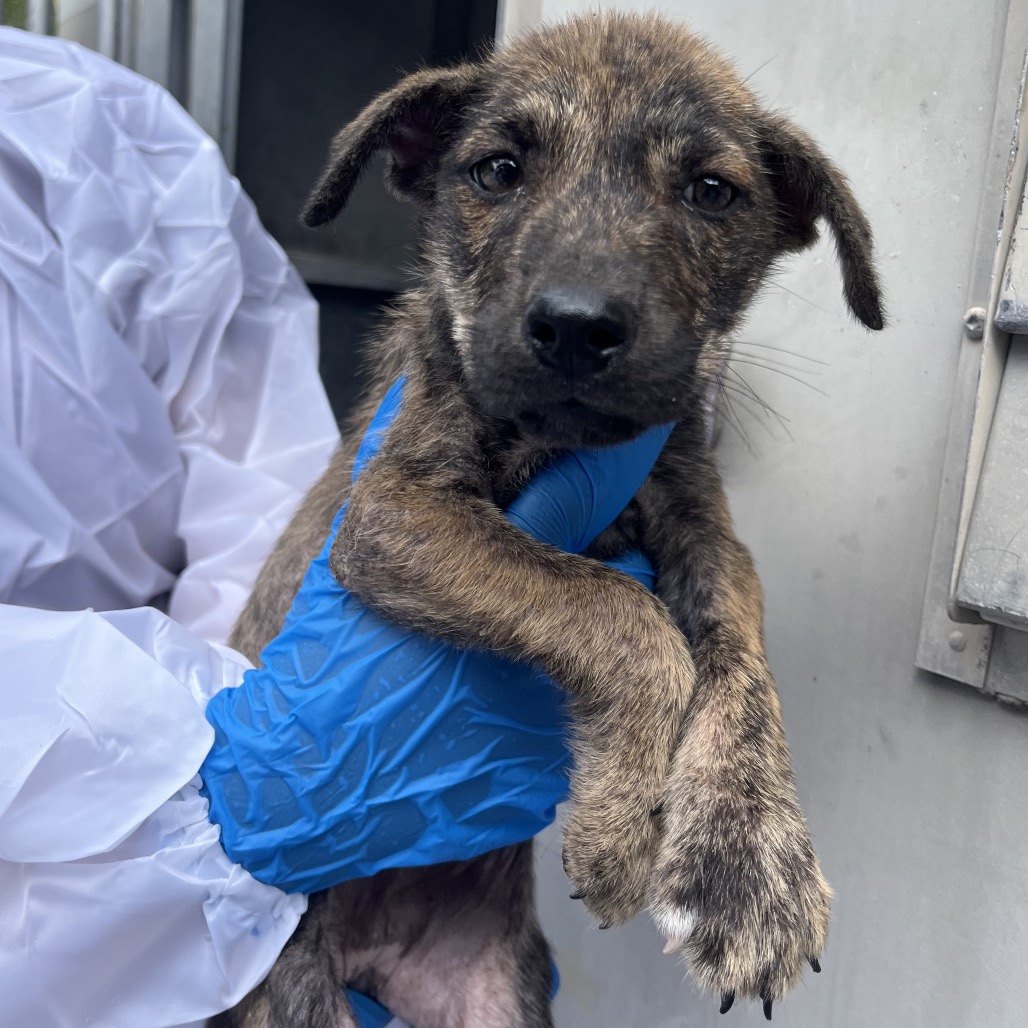 PVAS-STRAY-246816_2_3 - Shepherd / Mix available for adoption