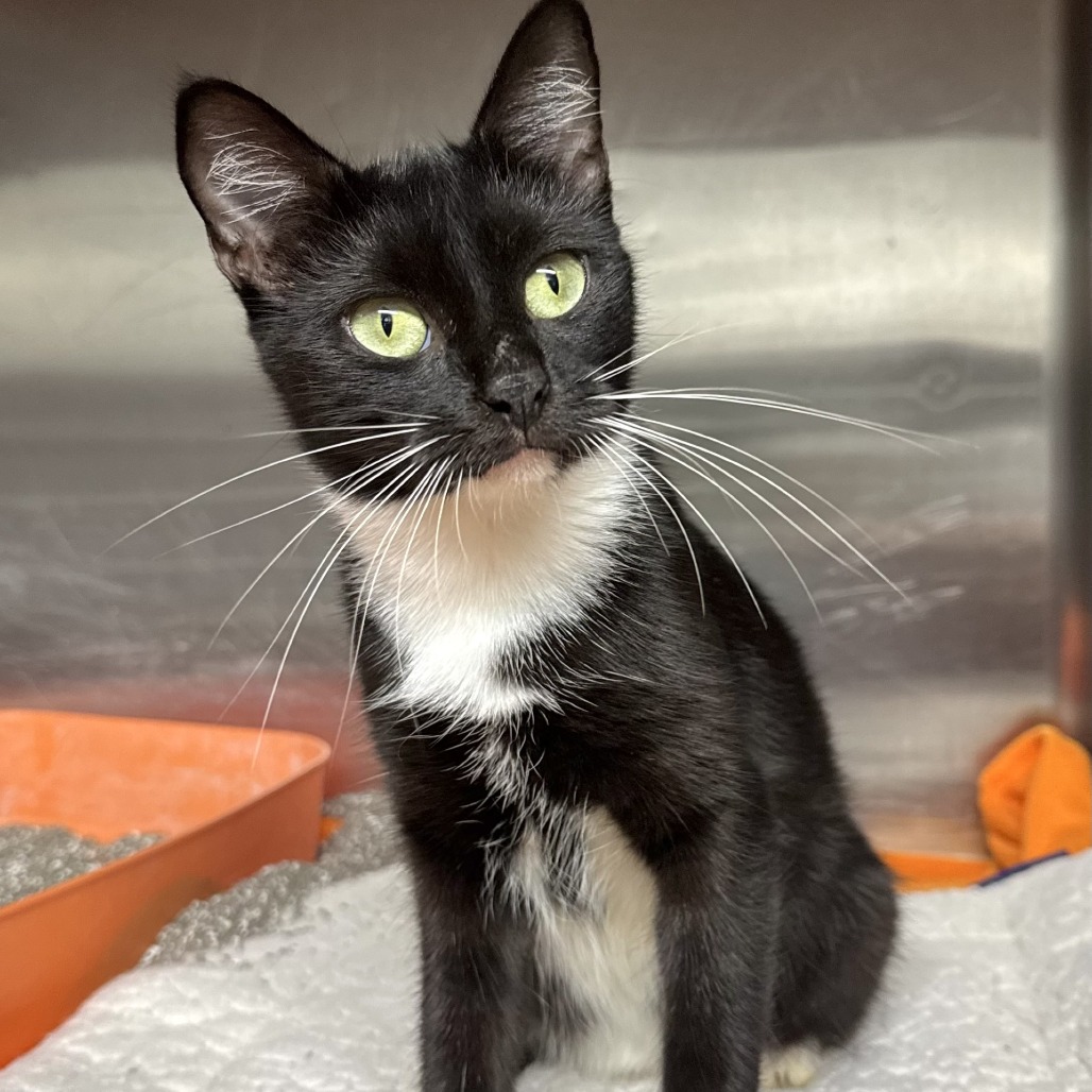 DEBBIE - Domestic Shorthair available for adoption
