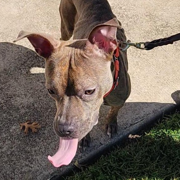 BRIT - Terrier / American Pit Bull available for adoption