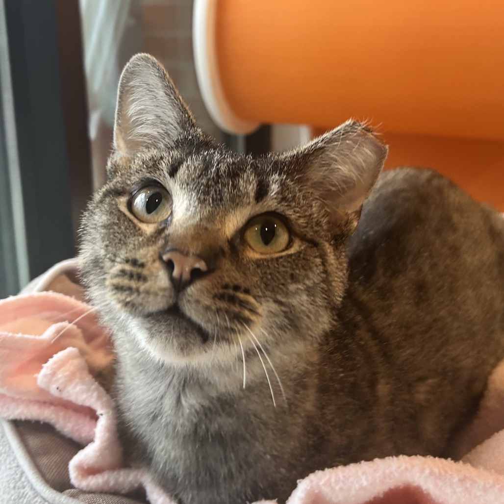 BALD EAGLE - Domestic Shorthair available for adoption