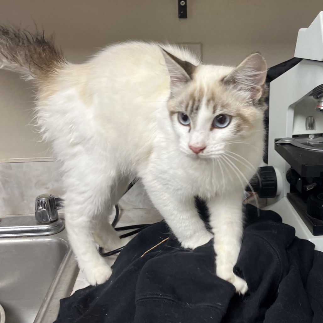 Tusc Stray 83100 2 3 4 5 6