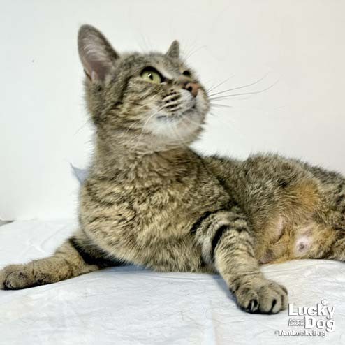 CARRIE ANN - Domestic Shorthair available for adoption