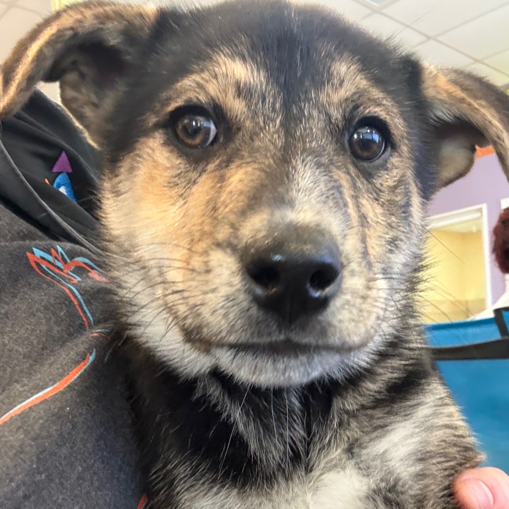 Hot Fries — thumbnail 3