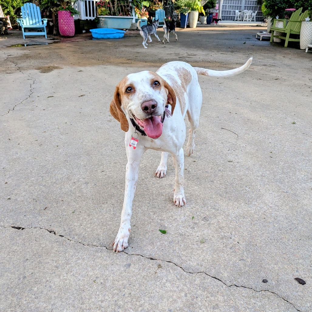 Gidget, photo 17