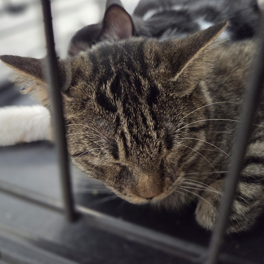 CORDUROY - Domestic Shorthair available for adoption