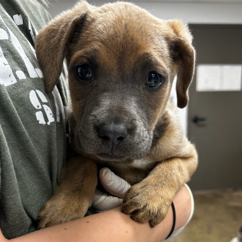 CONNOR - Cattle Dog, Australian (Blue Heeler) / Shepherd available for adoption